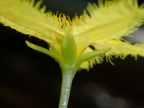 Image of Nymphoides geminata by (c) Thomas Mesaglio, some rights reserved (CC BY)