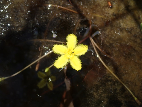 Image of Nymphoides geminata by (c) Thomas Mesaglio, some rights reserved (CC BY)