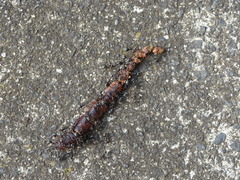 Iridomyrmex suchieri