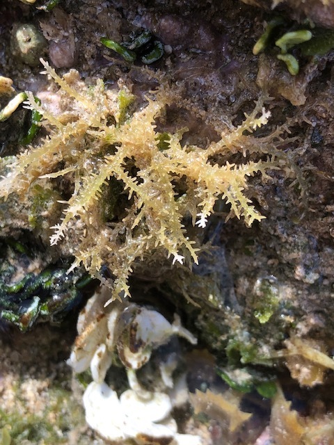 Hypnea chordacea