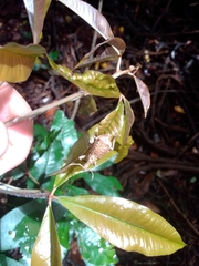 Leptopius nodicollis