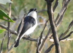 Hemipus hirundinaceus