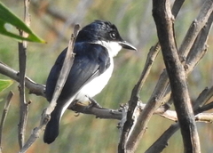 Hemipus hirundinaceus