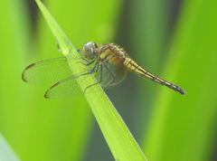 Indothemis limbata