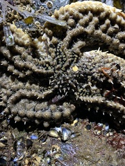 Stylasterias forreri