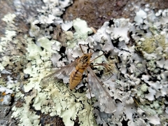 Leptotarsus vulpinus