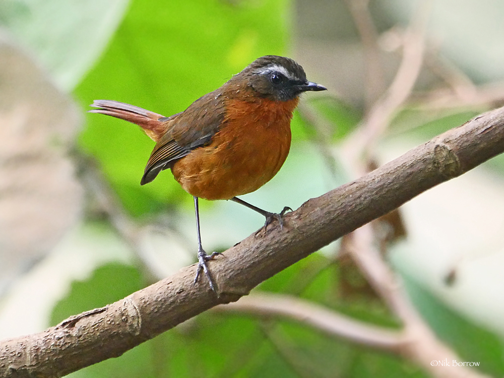 Archer's Robin-Chat photo