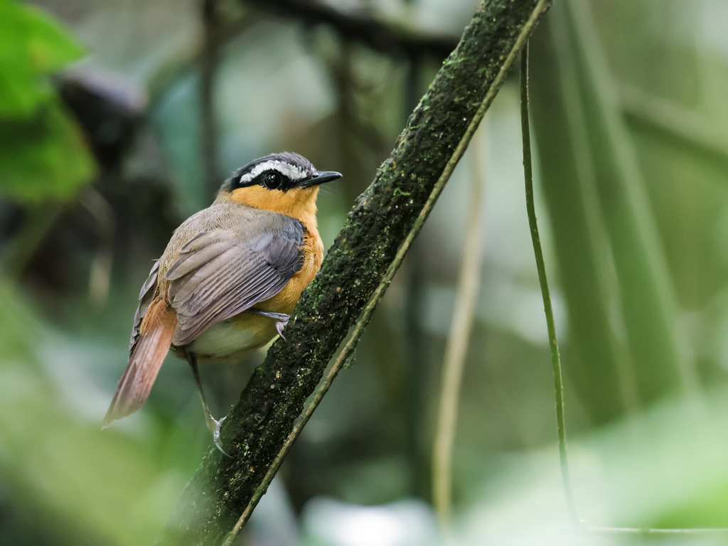 Gray-winged Robin-Chat photo