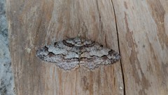 Paradarisa consonaria