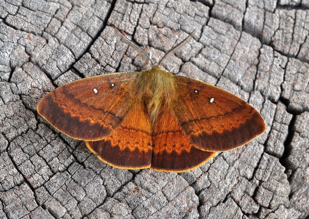 Anthela connexa