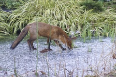 Vulpes vulpes