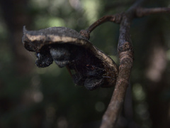 Pittosporum huttonianum