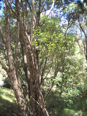 Pittosporum huttonianum