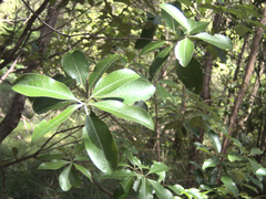 Pittosporum huttonianum