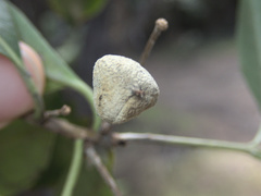 Pittosporum huttonianum