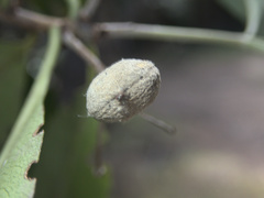 Pittosporum huttonianum