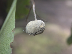 Pittosporum huttonianum
