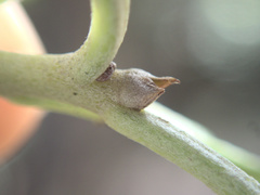 Pittosporum huttonianum