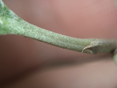 Pittosporum huttonianum