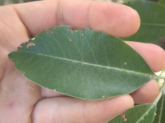 Pittosporum huttonianum