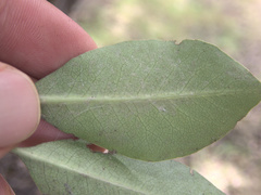 Pittosporum huttonianum