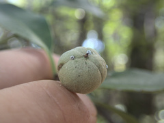 Pittosporum huttonianum