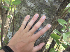 Pittosporum huttonianum