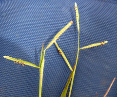 Paspalum orbiculare
