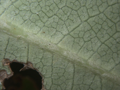 Pittosporum huttonianum