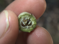 Pittosporum huttonianum