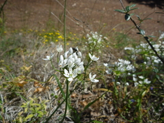 Allium subhirsutum