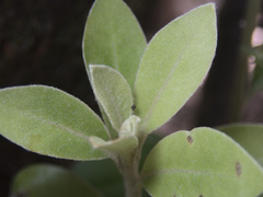 Pittosporum huttonianum