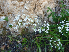 Allium subhirsutum