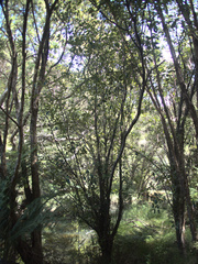 Pittosporum huttonianum