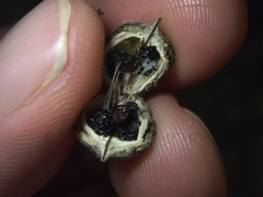 Pittosporum huttonianum