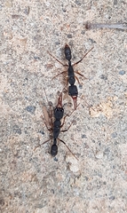 Harpegnathos venator