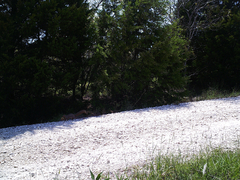 Cucurbita foetidissima