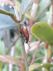 Metriolagria affinis