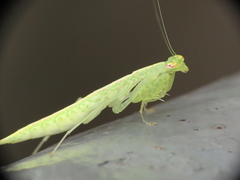 Tropidomantis gressitti