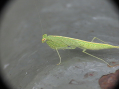 Tropidomantis gressitti