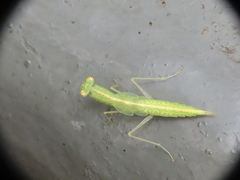 Tropidomantis gressitti