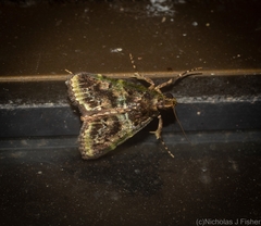 Orthaga atribasalis