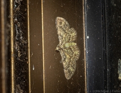 Chloroclystis mniochroa