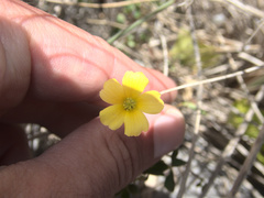 Oxalis rubens