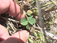 Oxalis rubens