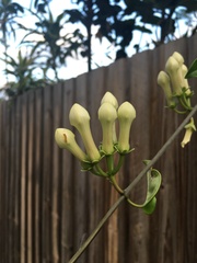 Stephanotis floribunda