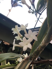 Stephanotis floribunda