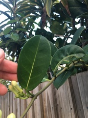 Stephanotis floribunda