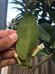 Stephanotis floribunda
