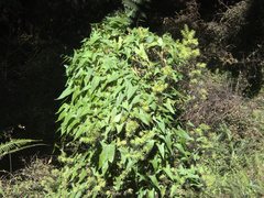 Calystegia marginata